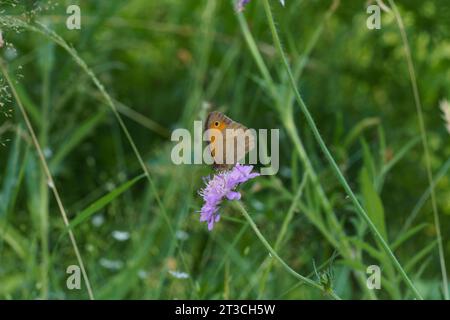 Jautakis satyras Maniola jurtina famiglia Nymphalidae genere Maniola Meadow farfalla marrone natura selvaggia fotografia di insetti, foto, carta da parati Foto Stock