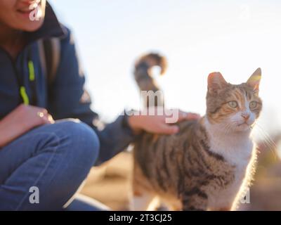 Gatti della Turchia, piccola località turistica di Side con antiche rovine greche. donna turistica che accarezza il gatto randagio sulla strada al tramonto in primavera o autunno Foto Stock