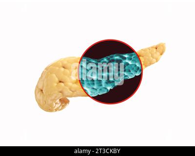 Illustrazione anatomicamente accurata del pancreas umano isolato su bianco. rendering 3d del processo di scansione a raggi x del pancreas Foto Stock