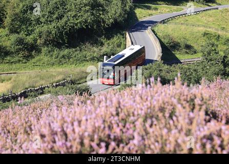 Tour in pullman attraverso Goathland nel North Yorkshire Moors, con l'erica viola in piena fioritura, Regno Unito Foto Stock