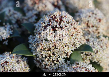 Primo piano dei fiori di skimmia bianco-rosa al sole Foto Stock