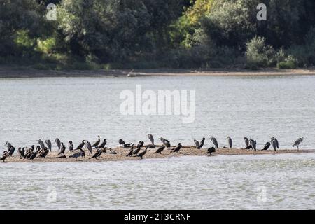 Airone grigio (Ardea cinerea) e grande cormorano (Phalacrocorax carbo) su un banco di sabbia nel Danubio, in Romania Foto Stock