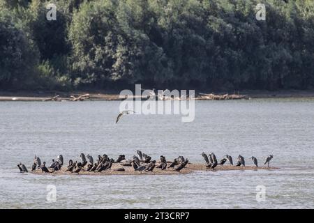 Airone grigio (Ardea cinerea) e grande cormorano (Phalacrocorax carbo) su un banco di sabbia nel Danubio, in Romania Foto Stock