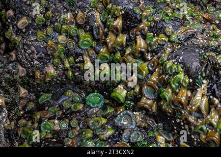 Anemoni verdi giganti e altri organismi marini con bassa marea nell'antico villaggio Haida di T'aanuu Linagaay, riserva del Parco Nazionale Gwaii Haanas, hai Foto Stock