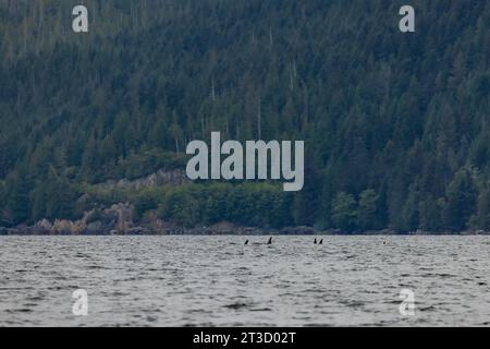 Killer Whale, Orcinus orca, pod lungo la costa di Haida Gwaii, British Columbia, Canada Foto Stock