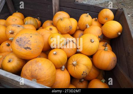Una grande cassa piena di zucche per Halloween Foto Stock