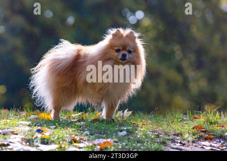 Cane della Pomerania in piedi sull'erba nel parco autunnale. Foto Stock