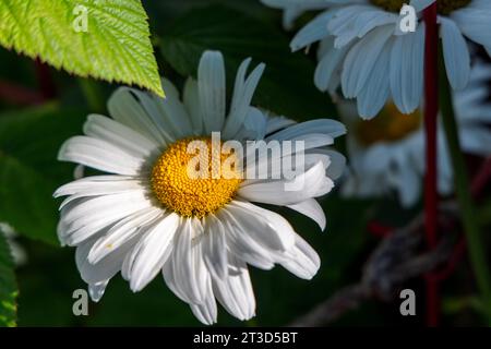 Grandi margherite bianche al sole in un giardino a Gibsons, British Columbia, Canada. Un solo fiore è in primo piano. Foto Stock