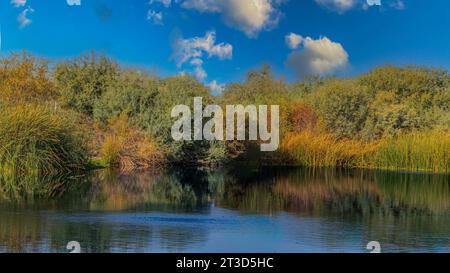 Colore nel deserto a Chandler, Arizona Foto Stock