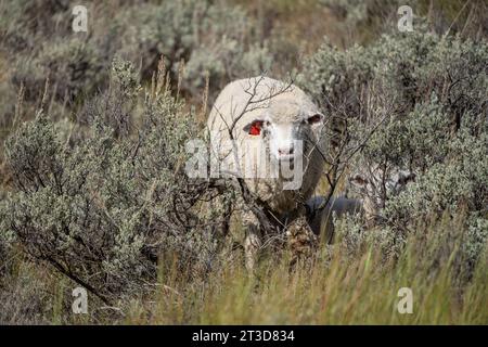 Pecore allevate all'aperto sul versante montano dell'Idaho. Foto Stock