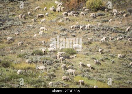 Grande gregge di pecore allevate all'aperto che pascolano sulle montagne dell'Idaho. Foto Stock