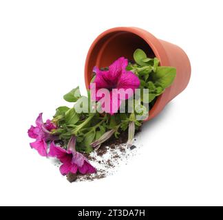 Vaso di fiori di terracotta rovesciato con terreno e pianta di petunia su sfondo bianco Foto Stock
