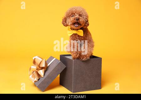 Simpatico cane Maltipoo con cravatta gialla in confezione regalo su sfondo arancione Foto Stock