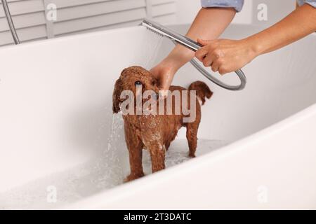 Donna che lavava il grazioso cane Maltipoo nella vasca da bagno al coperto. Adorabile animale domestico Foto Stock