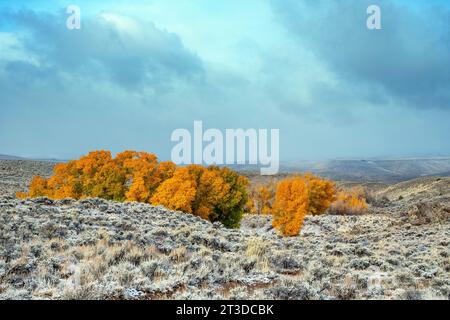 Area ricreativa Hartman Rocks. 14 ottobre 2023. La luce dell'alba autunnale illumina i primi colori della stagione nevosa e autunnale sull'alto paesaggio desertico del Colorado, l'area ricreativa Hartman Rocks. Gunnison, Colorado (immagine di credito: © Larry Clouse/CSM/Cal Sport Media). Credito: csm/Alamy Live News Foto Stock