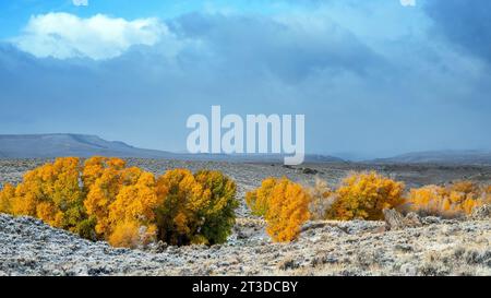 Area ricreativa Hartman Rocks. 14 ottobre 2023. La luce dell'alba autunnale illumina i primi colori della stagione nevosa e autunnale sull'alto paesaggio desertico del Colorado, l'area ricreativa Hartman Rocks. Gunnison, Colorado. Credito: csm/Alamy Live News Foto Stock