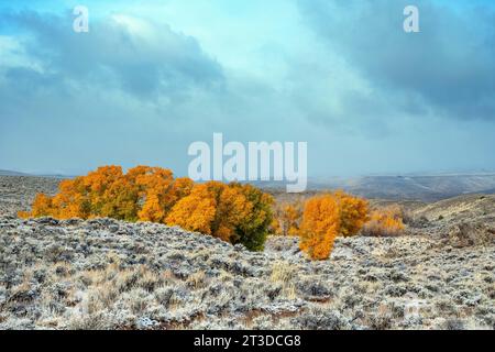 Area ricreativa Hartman Rocks. 14 ottobre 2023. La luce dell'alba autunnale illumina i primi colori della stagione nevosa e autunnale sull'alto paesaggio desertico del Colorado, l'area ricreativa Hartman Rocks. Gunnison, Colorado. Credito: csm/Alamy Live News Foto Stock