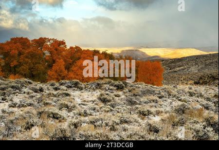 Area ricreativa Hartman Rocks. 14 ottobre 2023. La luce dell'alba autunnale illumina i primi colori della stagione nevosa e autunnale sull'alto paesaggio desertico del Colorado, l'area ricreativa Hartman Rocks. Gunnison, Colorado. Credito: csm/Alamy Live News Foto Stock