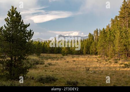 Veduta di Clearing guardando ad est verso Gladstone Ridge da un punto parallelo a Cottonwood Pass Road (County Road 306) al semaforo del tardo pomeriggio, Colorado Foto Stock