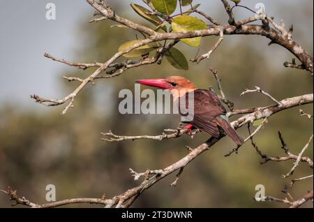 Il kingfisher dalle ali brune è una specie di uccello della sottofamiglia Halcyoninae. Questa foto è stata scattata da sundarbans. Foto Stock