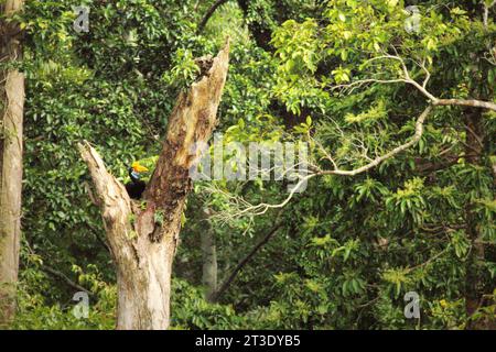 Una femmina di carpino (Rhyticeros cassidix) poggia sulla cima di un albero morto in una zona della foresta pluviale vicino al Monte Tangkoko e a Duasudara (Dua Saudara) a Bitung, Sulawesi settentrionale, Indonesia. Una nuova relazione della Wildlife Conservation Society ha rivelato che si stima che le foreste tropicali ad alta integrità rimuovano e immagazzinano circa 3,6 miliardi di tonnellate di CO2 all'anno (nette) dall'atmosfera, ma per proteggerli gli stakeholder devono salvare i grandi frugivori. specie di fauna selvatica di grandi dimensioni, in particolare i mangiatori di frutta come primati, carpini e altri, disperdono grandi semi da specie di alberi con... Foto Stock