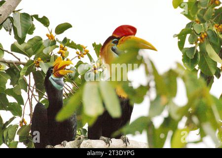 Un paio di carpini (Rhyticeros cassidix) appollaiati su un albero di fico in una zona vegetata a Bitung, Sulawesi settentrionale, Indonesia. Hornbill è tra le specie di fauna selvatica di grandi dimensioni, che mangiano frutta, insieme ai primati e a molte altre, che sono importanti per la conservazione delle foreste, rivela un nuovo rapporto della Wildlife Conservation Society. Secondo gli scienziati, disperdono grandi semi da specie arboree con elevata capacità di stock di carbonio. In altre parole, la perdita di queste specie cambierà la composizione delle foreste: Specie di alberi disperse dal vento o con semi piccoli con densità di legno inferiore, e quindi... Foto Stock