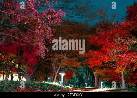 Vista notturna dell'acero autunnale della foresta di Gyerim a Gyeongju, Corea Foto Stock