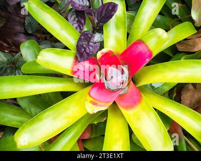 Vista dall'alto della bromeliade selvatica rosa e verde nel giardino botanico sulla Big Island delle Hawaii. Bromeliade contenente acqua riflettente al centro. Foto Stock