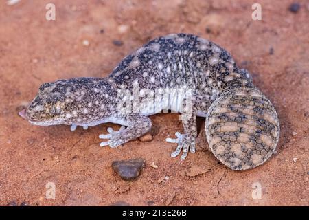 Deserti orientali australiani Gecko dalla coda grassa Foto Stock
