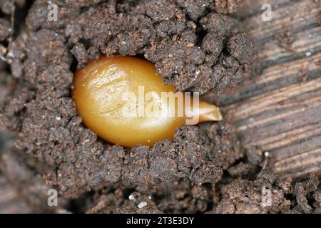 Bozzoli (uova di vermi) di lombrichi (Eisenia lucens) in legno marcio e umido. Foto Stock