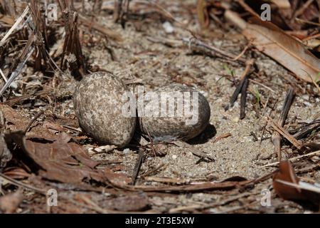 Uova di Curlew in arbusto in nido di terra nell'area vegetativa restaurata, fotografate a Wonga, far North Queensland, Australia Foto Stock