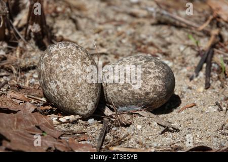 Uova di Curlew in arbusto in nido di terra nell'area vegetativa restaurata, fotografate a Wonga, far North Queensland, Australia Foto Stock