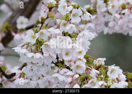 Prunus x yedoensis Somei-Yoshino, ciliegia da fiore giapponese, ciliegia Potomac, ciliegia Tokyo, Prunus Yoshino, ciliegia Yoshino, fiore rosa pallido Foto Stock