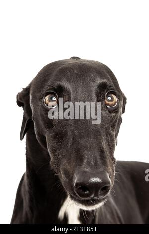 greyhound nero con sfondo bianco Foto Stock