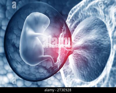 Feto umano dentro l'utero. rendering 3d. Foto Stock