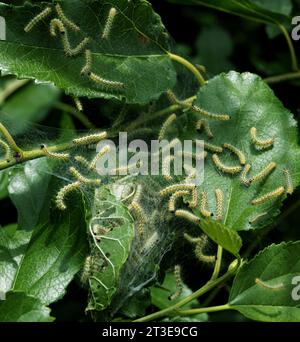 Caterpillar di falena in rete di seta su un ramo di meli. I caterpillar di bachi da seta in speciali tende di seta atterrano su foglie di alberi e divorano. Selez Foto Stock