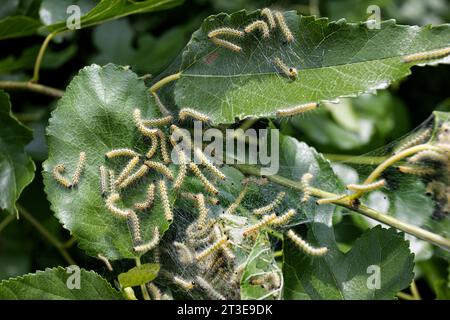 Caterpillar di falena in rete di seta su un ramo di meli. I caterpillar di bachi da seta in speciali tende di seta atterrano su foglie di alberi e divorano. Selez Foto Stock