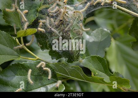 Caterpillar di falena in rete di seta su un ramo di meli. I caterpillar di bachi da seta in speciali tende di seta atterrano su foglie di alberi e divorano. Selez Foto Stock