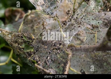 Caterpillar di falena in rete di seta su un ramo di meli. I caterpillar di bachi da seta in speciali tende di seta atterrano su foglie di alberi e divorano. Selez Foto Stock