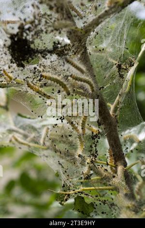 Caterpillar di falena in rete di seta su un ramo di meli. I caterpillar di bachi da seta in speciali tende di seta atterrano su foglie di alberi e divorano. Selez Foto Stock