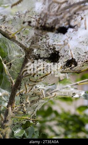 Caterpillar di falena in rete di seta su un ramo di meli. I caterpillar di bachi da seta in speciali tende di seta atterrano su foglie di alberi e divorano. Selez Foto Stock