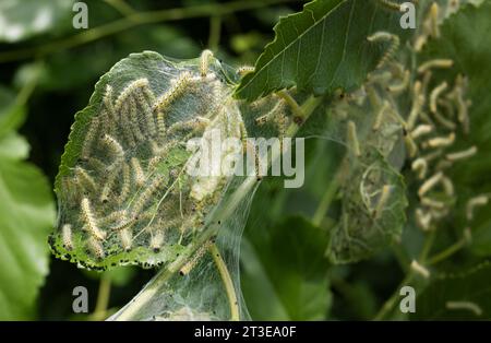 Caterpillar di falena in rete di seta su un ramo di meli. I caterpillar di bachi da seta in speciali tende di seta atterrano su foglie di alberi e divorano. Selez Foto Stock