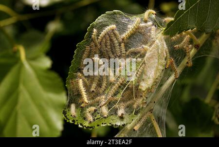 Caterpillar di falena in rete di seta su un ramo di meli. I caterpillar di bachi da seta in speciali tende di seta atterrano su foglie di alberi e divorano. Selez Foto Stock