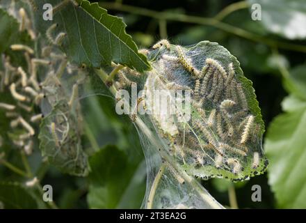 Caterpillar di falena in rete di seta su un ramo di meli. I caterpillar di bachi da seta in speciali tende di seta atterrano su foglie di alberi e divorano. Selez Foto Stock