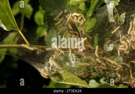 Caterpillar di falena in rete di seta su un ramo di meli. I caterpillar di bachi da seta in speciali tende di seta atterrano su foglie di alberi e divorano. Selez Foto Stock