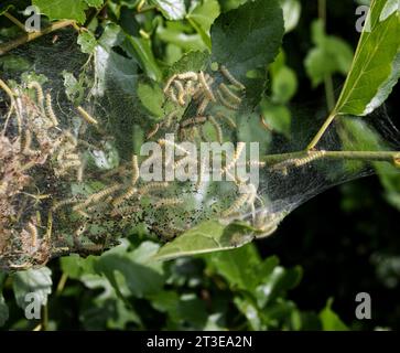 Caterpillar di falena in rete di seta su un ramo di meli. I caterpillar di bachi da seta in speciali tende di seta atterrano su foglie di alberi e divorano. Selez Foto Stock