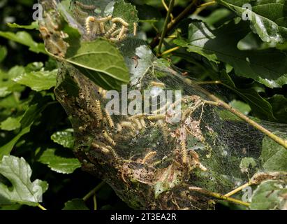 Caterpillar di falena in rete di seta su un ramo di meli. I caterpillar di bachi da seta in speciali tende di seta atterrano su foglie di alberi e divorano. Selez Foto Stock