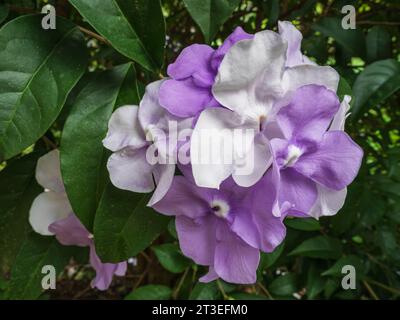 Vista ravvicinata di un gruppo di fiori bianchi e viola di arbusti tropicali brunfelsia pauciflora alias ieri oggi e domani o baciami in fretta Foto Stock