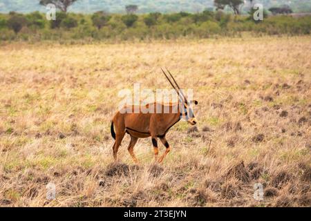 Un orice solitario nella natura selvaggia al Parco Nazionale di Tsavo East, Kenya Foto Stock