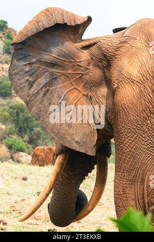 Primo piano sul retro dell'orecchio degli elefanti africani reticolato con i vasi sanguigni presso il Parco nazionale Tsavo East, Kenya Foto Stock